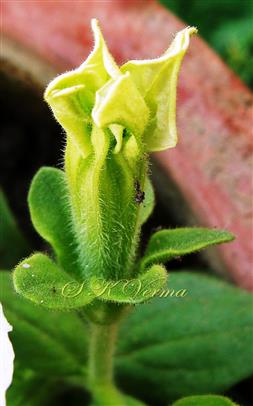  Calyx and Corolla